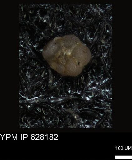undet. Foraminiferida