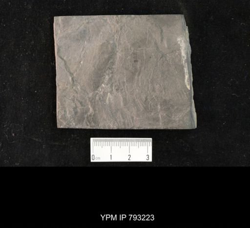 Mormolucoides articulatus