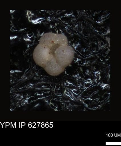 undet. Foraminiferida