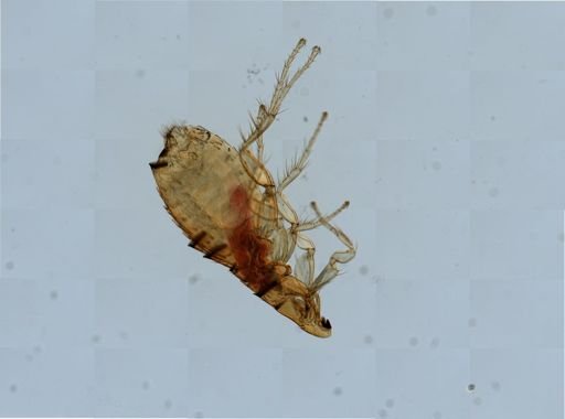 Nycteridopsylla pentactena