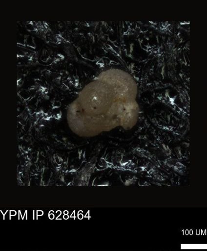 undet. Foraminiferida