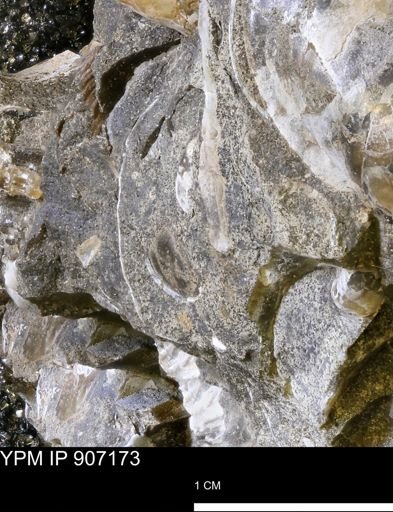 undet. Mollusca