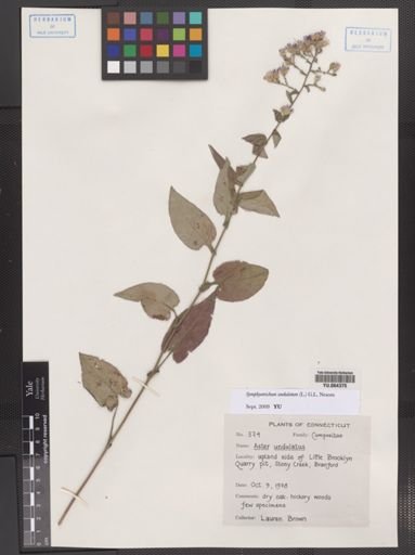 Symphyotrichum undulatum