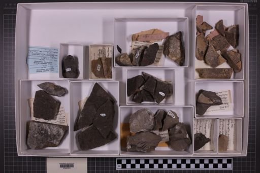 mixed taxa, stratigraphic collection