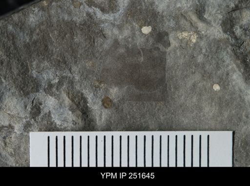 undet. Eurypterida