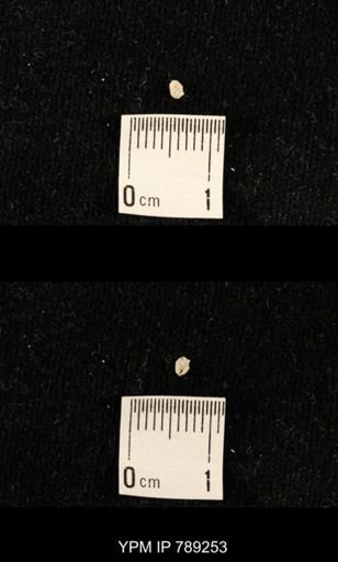 undet. Brachiopoda