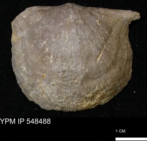 Stropheodonta callawayensis