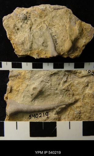 Bythopora sp.