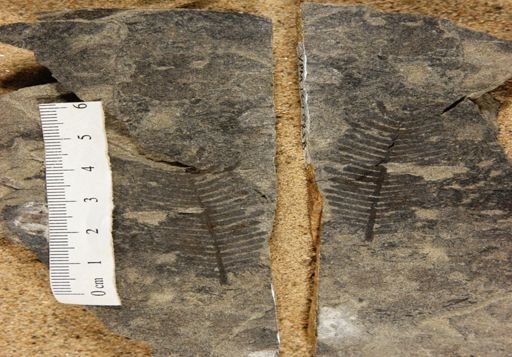 Pterophyllum rectangulari