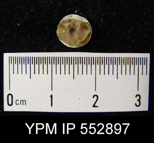 undet. Brachiopoda