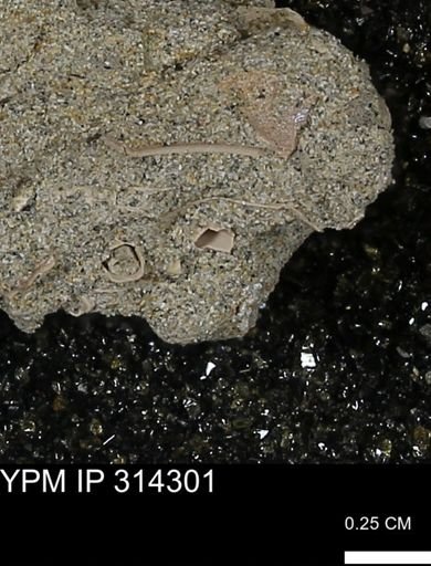 undet. Scaphopoda