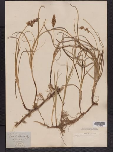 Carex