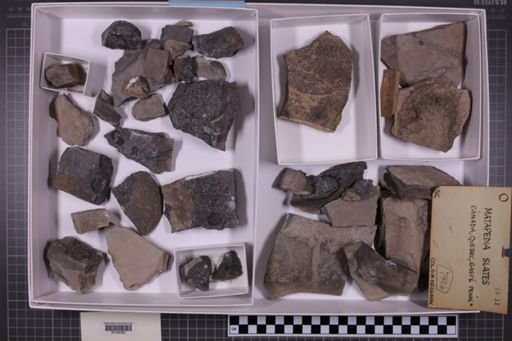 mixed taxa, stratigraphic collection