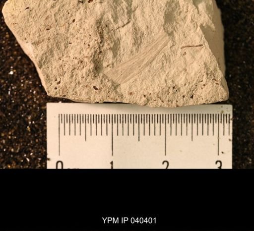 Hexapoda