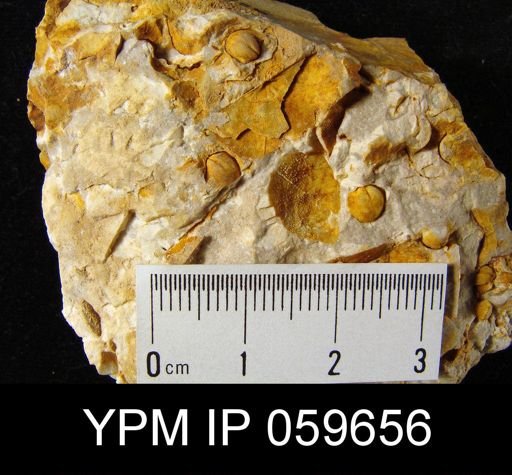 Anoplia nucleata