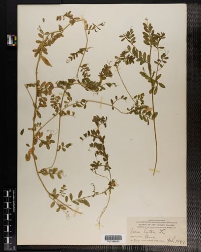 Plantae