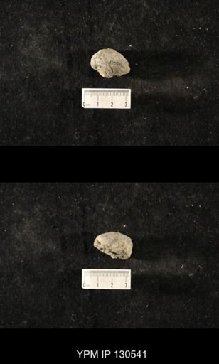 Platyceratoidea