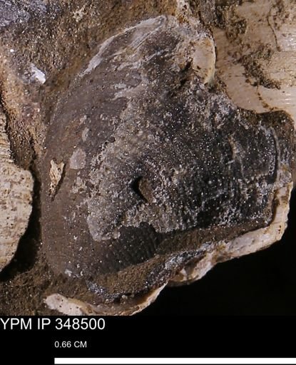 Limopsis striatopunctatus