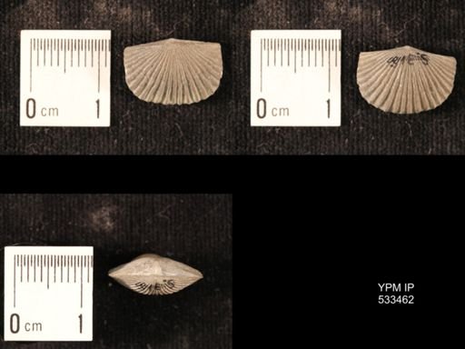 Plectorthis jamesi