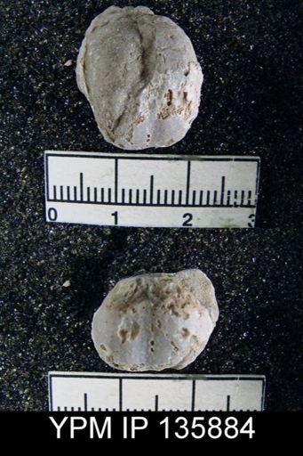 Marginifera typica