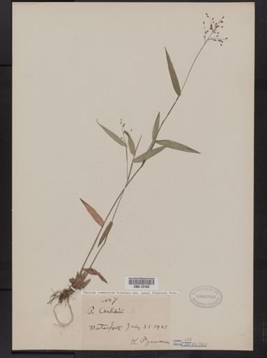 Panicum commutatum