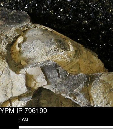 Spisula elliptica
