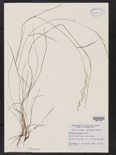 Agrostis capillaris