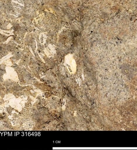undet. Mollusca