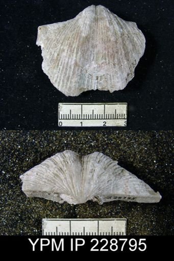 Neospirifer sp.