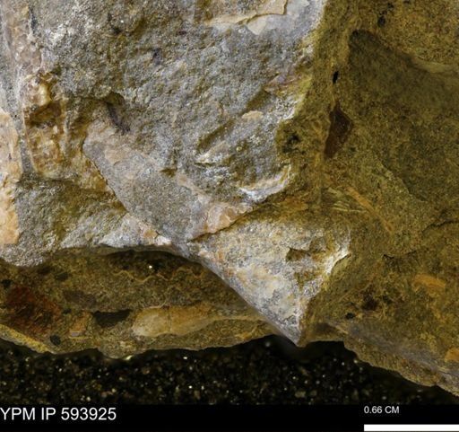 Baculites?