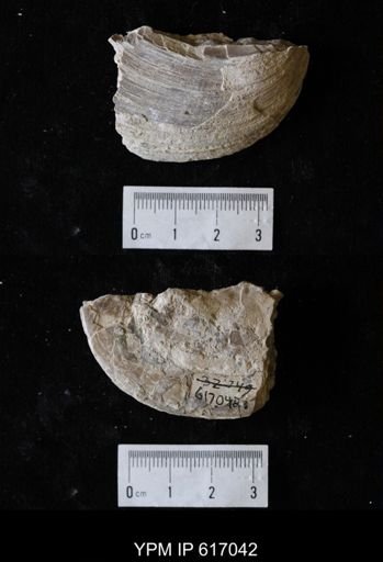 Plesielliptio sp.