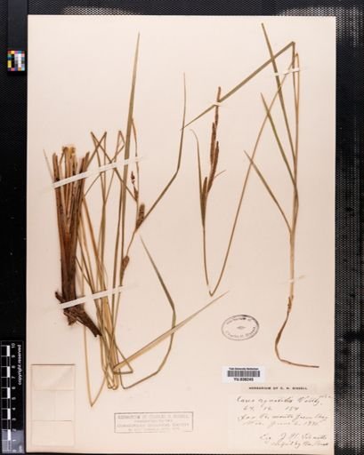 Carex aquatilis