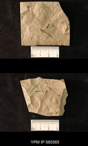 undet. Tipulidae
