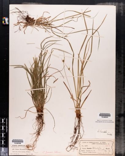 Carex jamesii