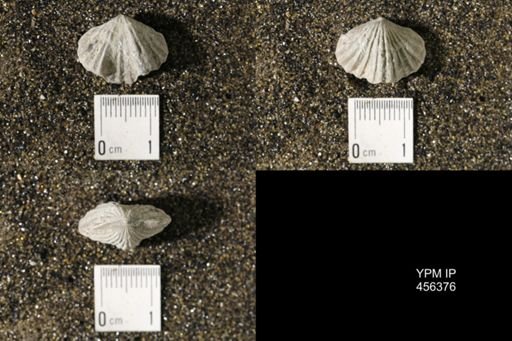 Platystrophia biforata