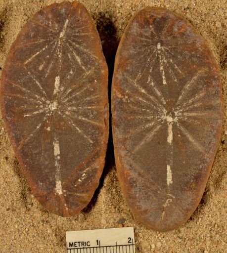 Annularia