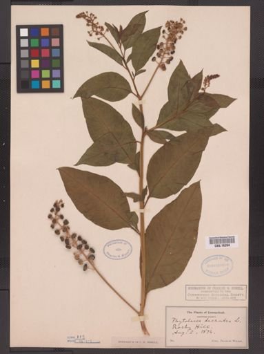 Phytolacca americana