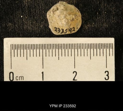 Archaeocidaris sp.