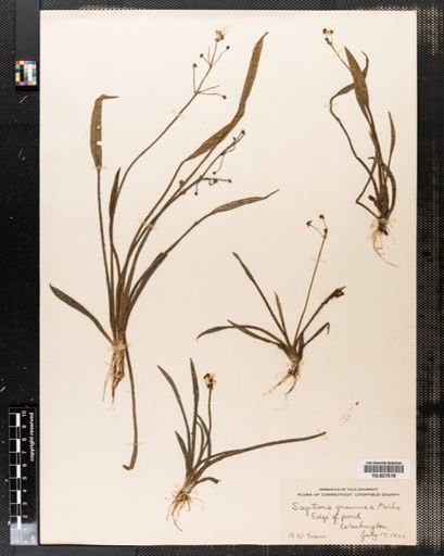Sagittaria graminea