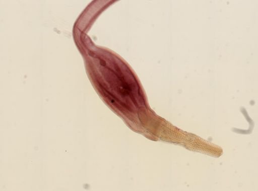 Centrorhynchus spinosus