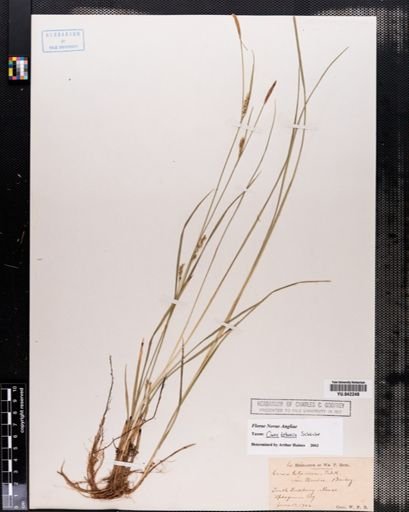 Carex tetanica