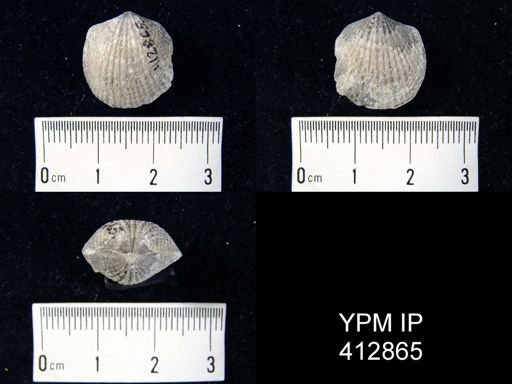 undet. Atrypidae