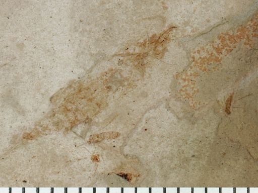 undet. Diptera