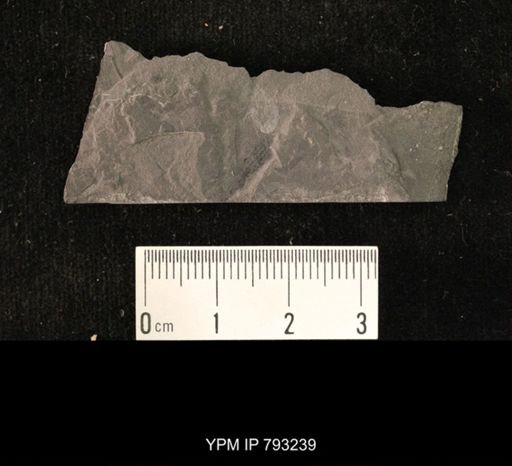 Mormolucoides articulatus