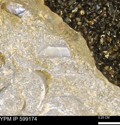 Ichnofossil?