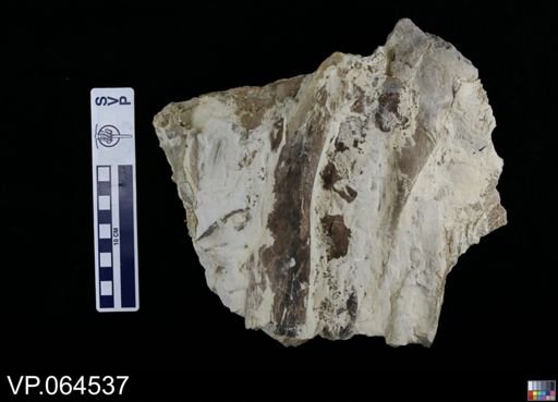 undet. Mosasauridae