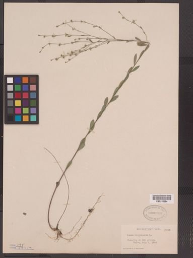 Linum virginianum