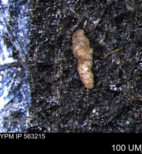 Verneuilinoides hectori