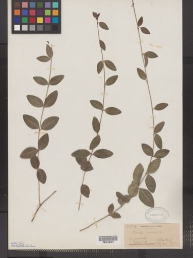 Vinca minor