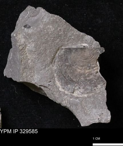 Stropheodonta perplana
